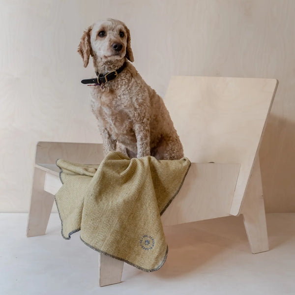 A cream-colored labradoodle pup is sitting on a small mustard herringbone recycled wool pet blanket, on a birch modern plywood chair.